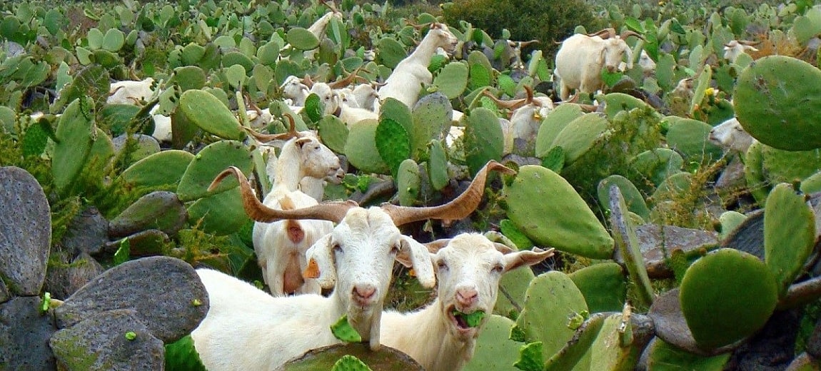 Animals Eating Cactus