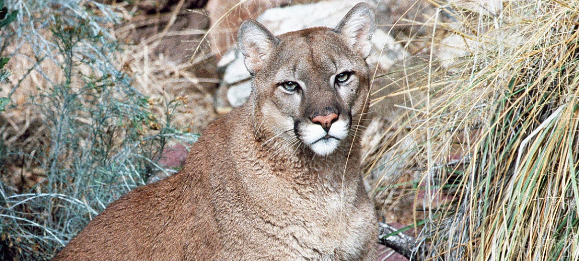 Animals in Missouri, USA